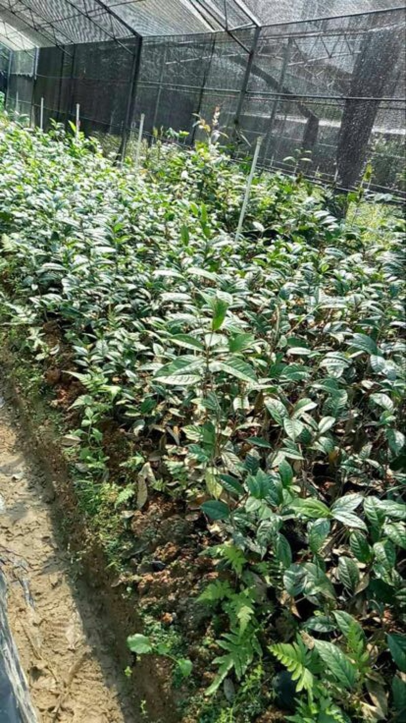 金花茶树苗30~50cm