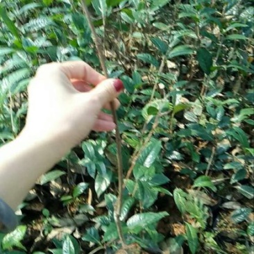 金花茶树苗30~50cm