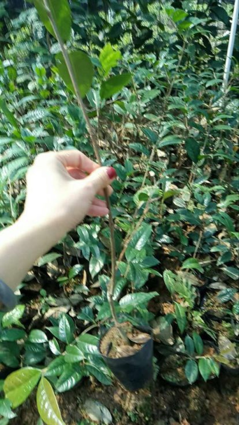 金花茶树苗30~50cm