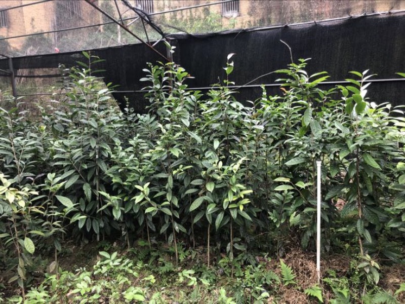 金花茶树苗30~50cm