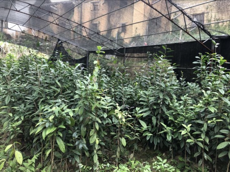 金花茶树苗30~50cm