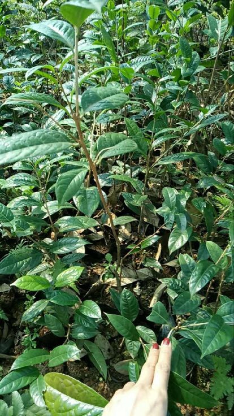 金花茶树苗30~50cm