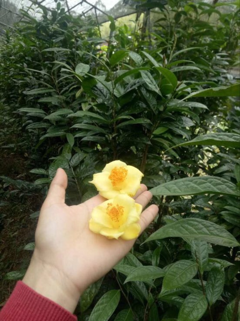 金花茶树苗30~50cm