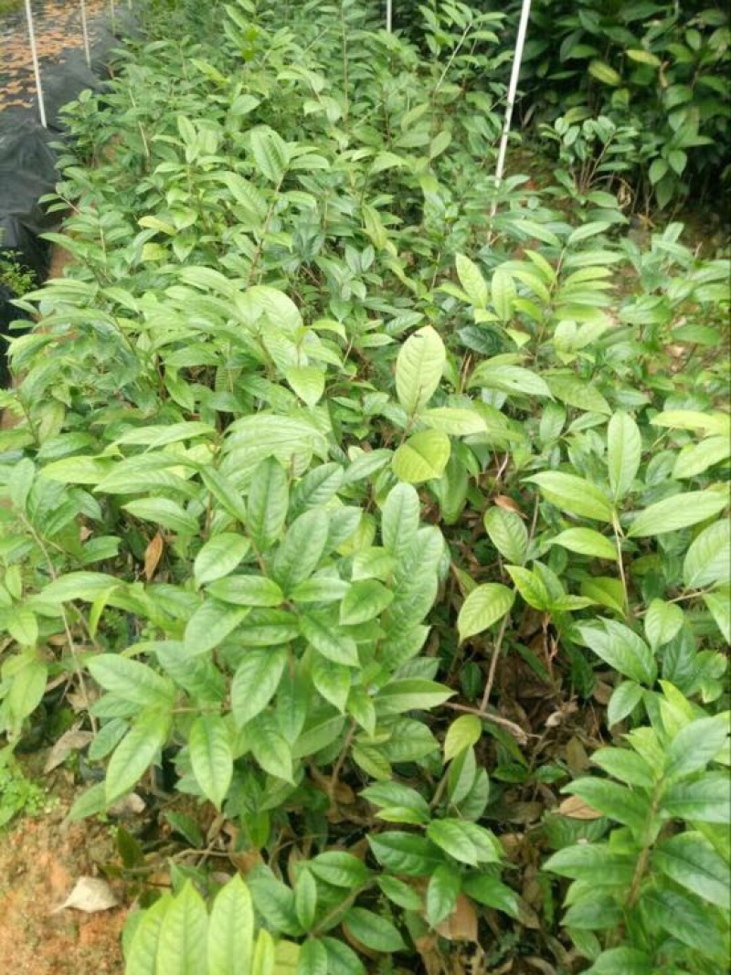 金花茶树苗30~50cm