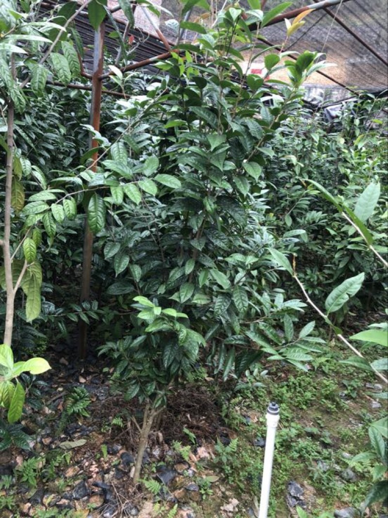 金花茶树苗30~50cm