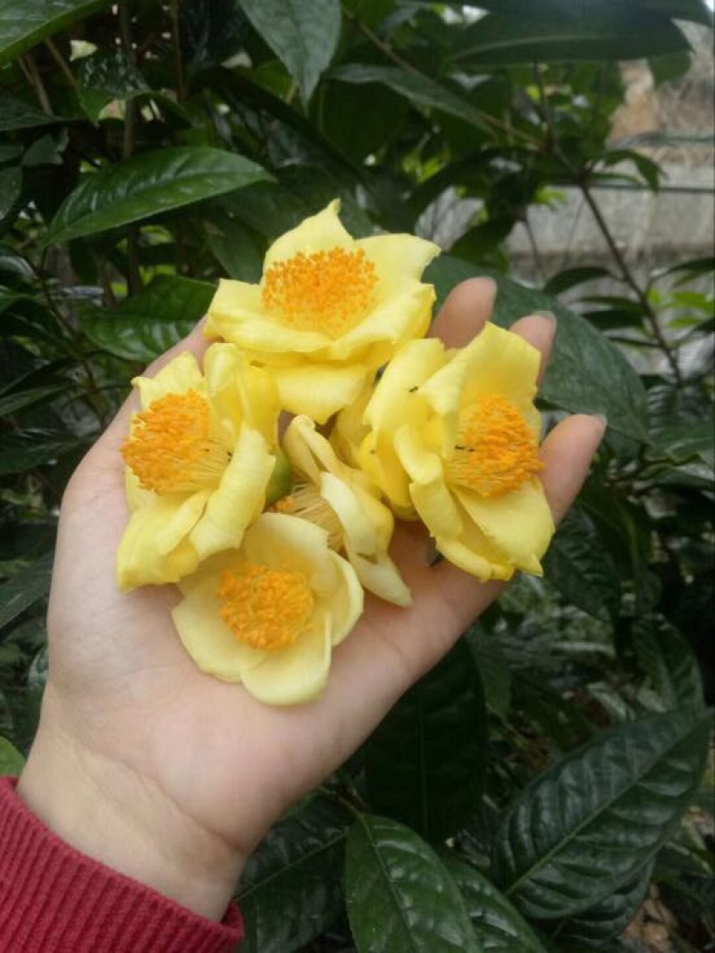 金花茶树苗30~50cm