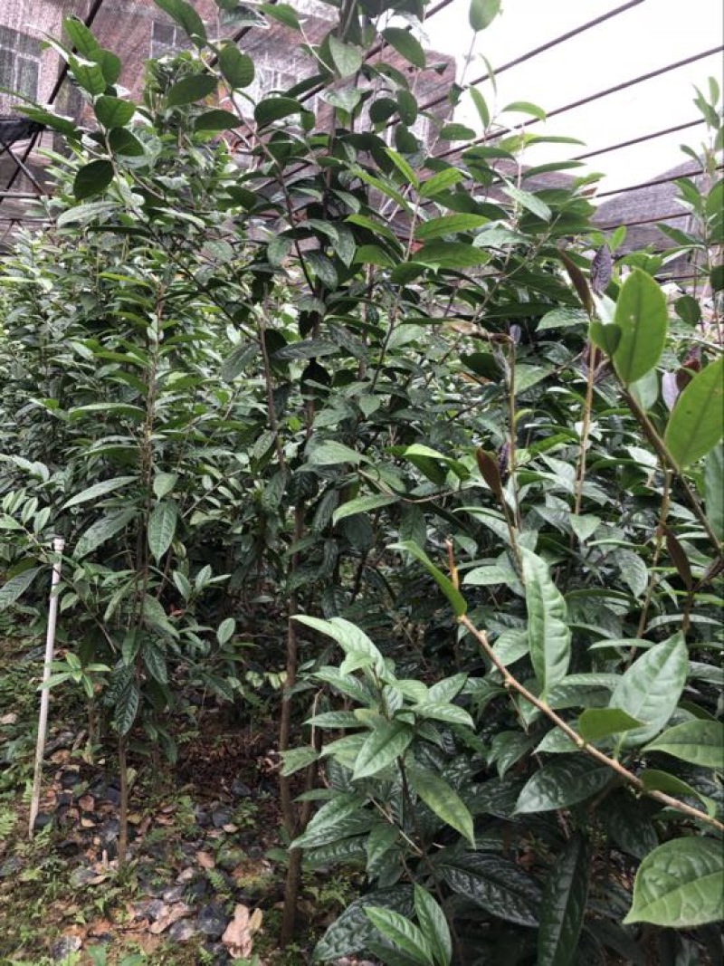 金花茶树苗30~50cm