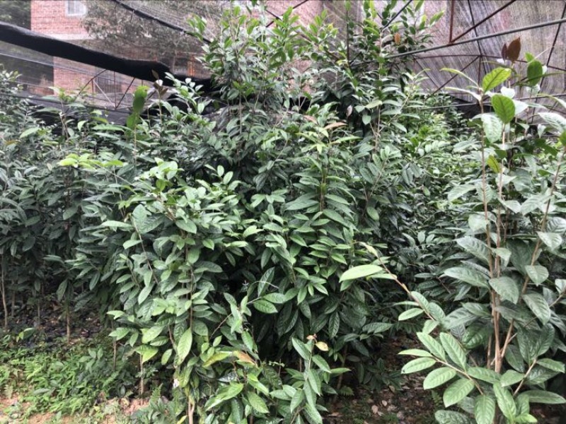 金花茶树苗30~50cm
