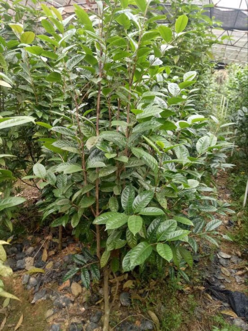 金花茶树苗30~50cm