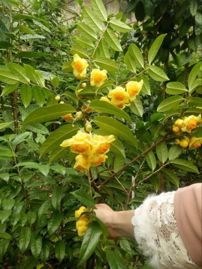 金花茶树苗30~50cm