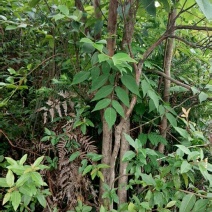 四公分挂果油茶苗