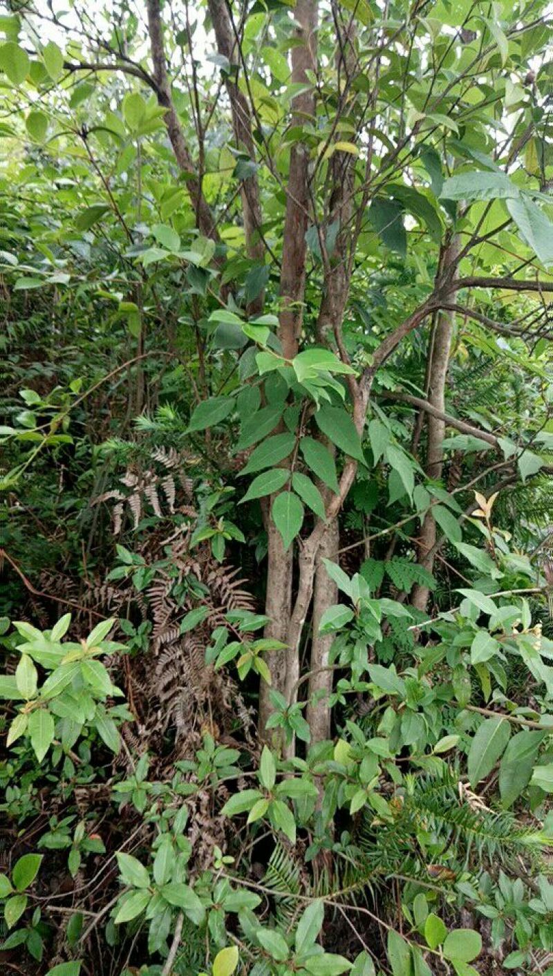 四公分挂果油茶苗