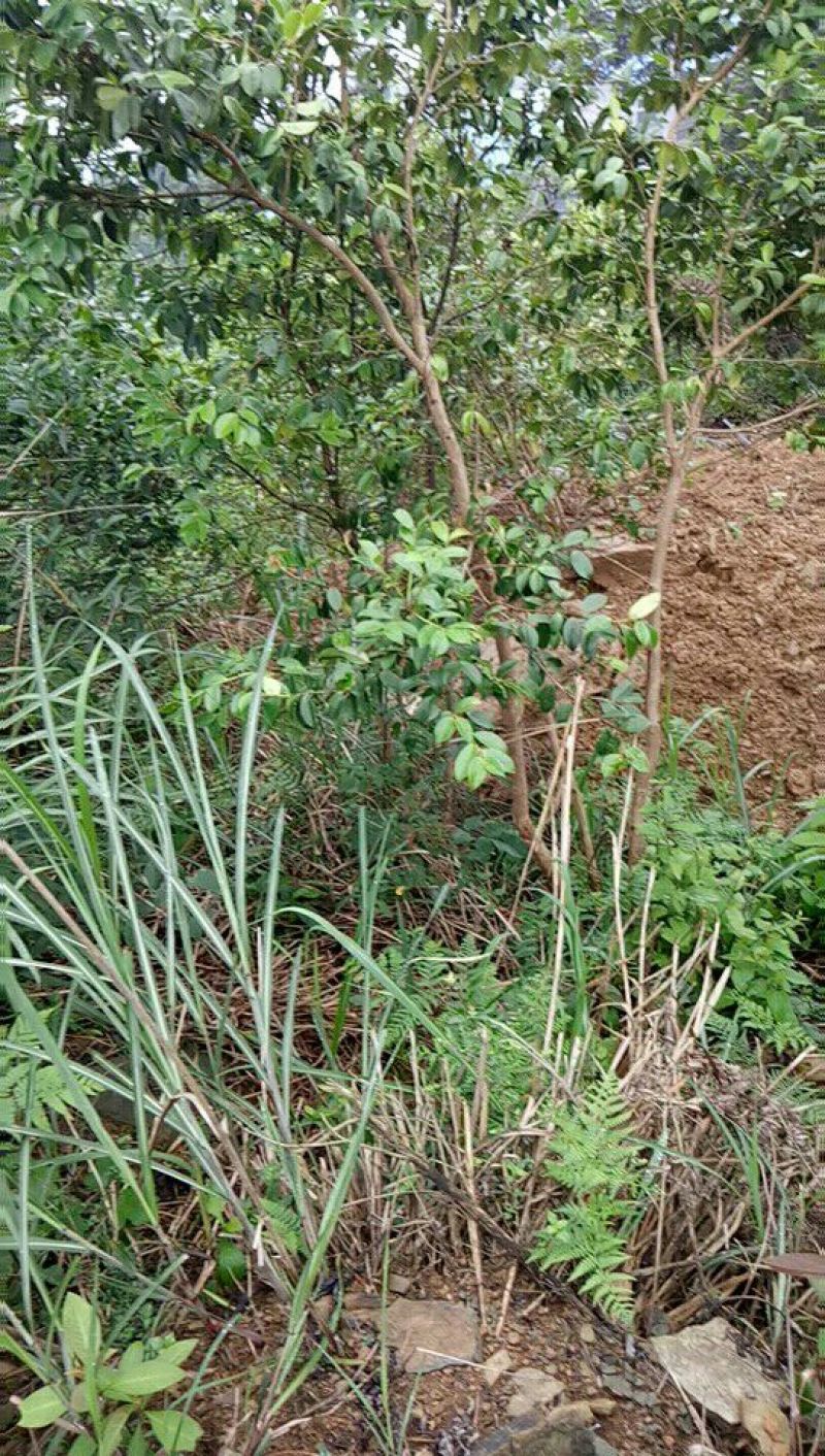 四公分挂果油茶苗