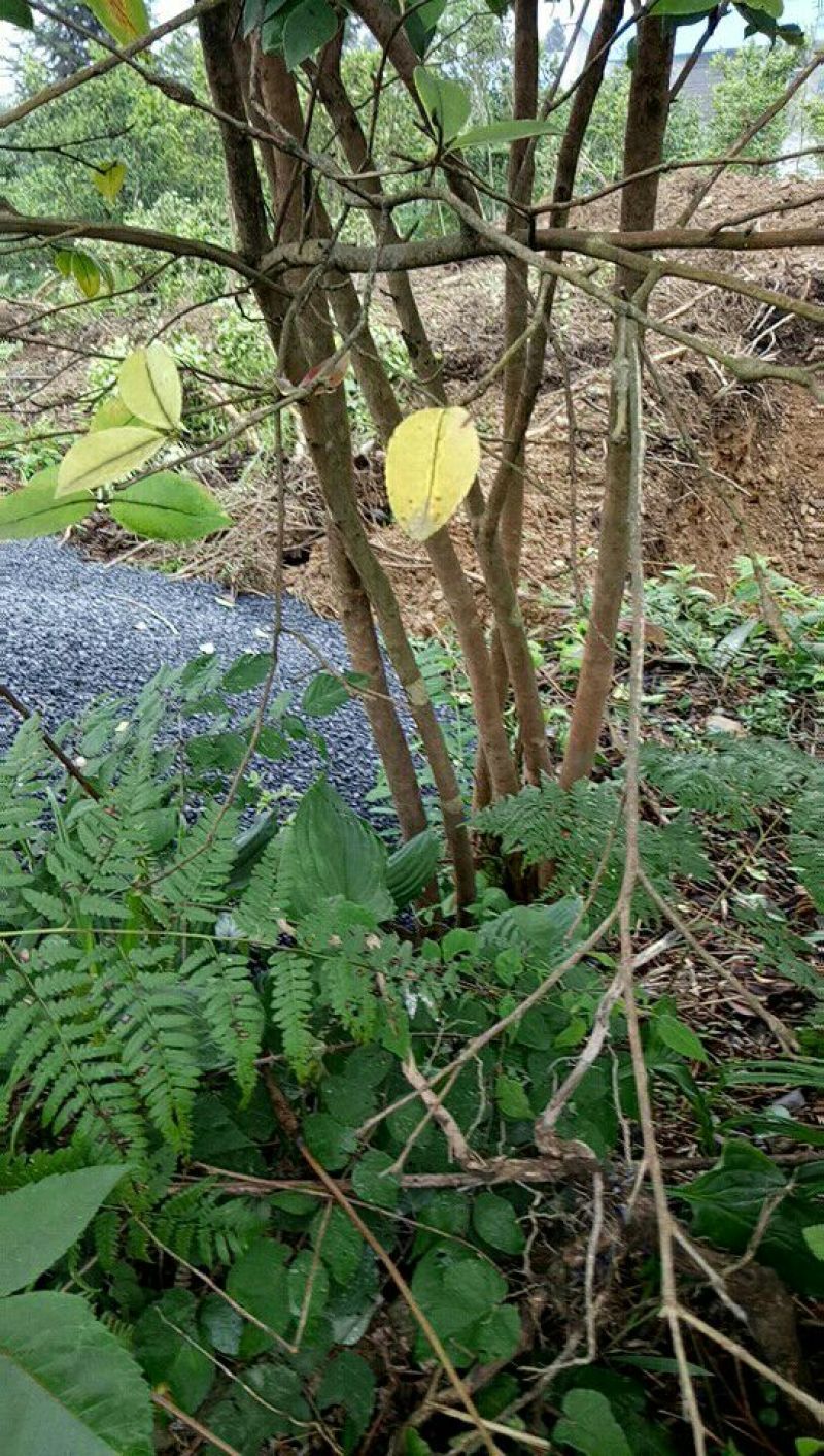四公分挂果油茶苗