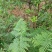 四公分挂果油茶苗