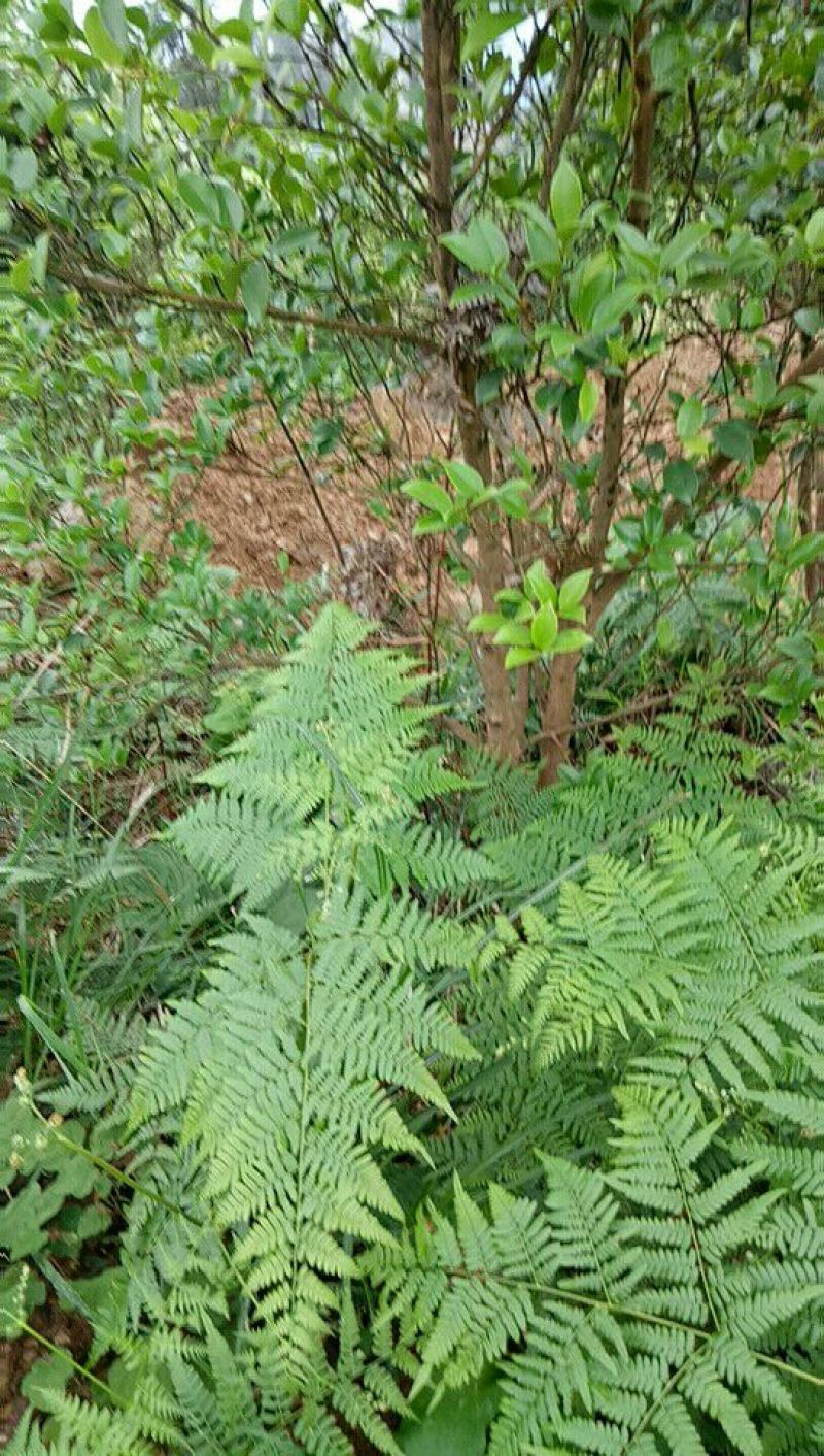 四公分挂果油茶苗