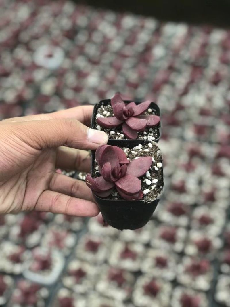 绿竹1~2m