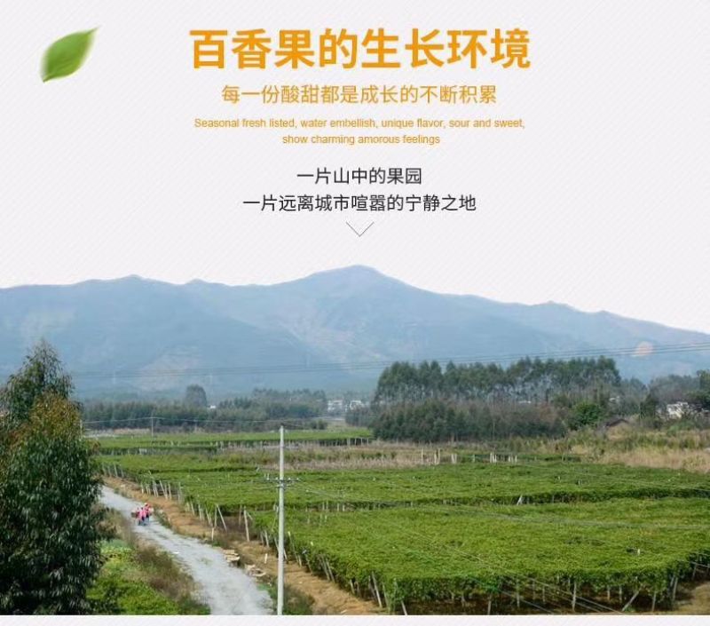 紫香一号40~50g紫果产地直销价格美丽