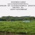 紫香一号40~50g紫果产地直销价格美丽