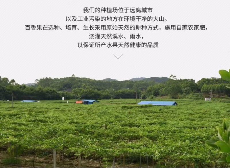 紫香一号40~50g紫果产地直销价格美丽