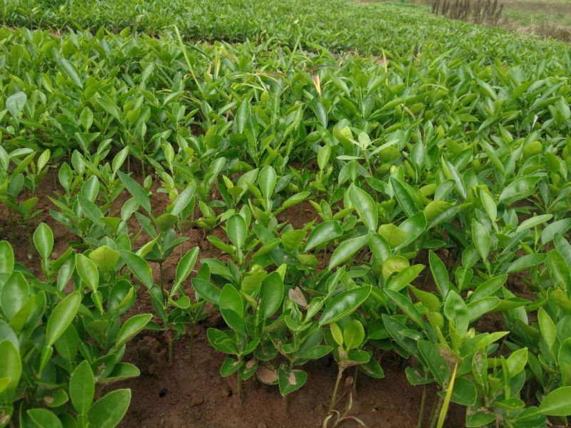 现有大量15公分香橙苗出售