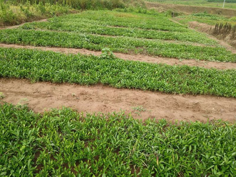 现有大量15公分香橙苗出售