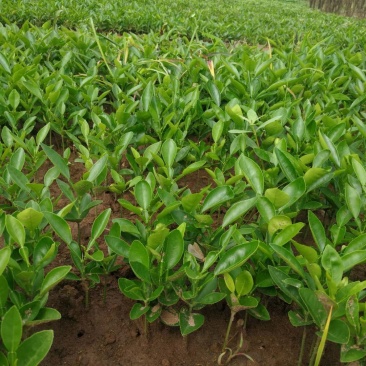 现有大量15公分香橙苗出售