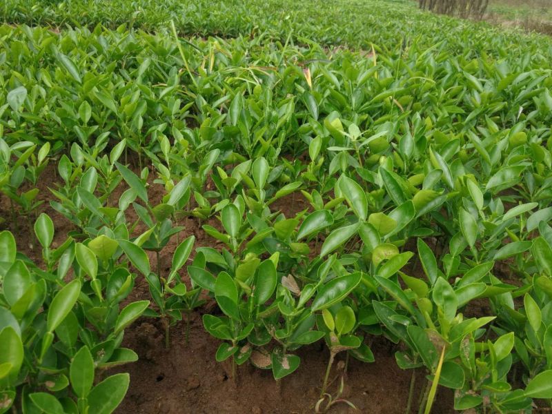 现有大量15公分香橙苗出售