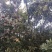 杨梅1.5~2cm