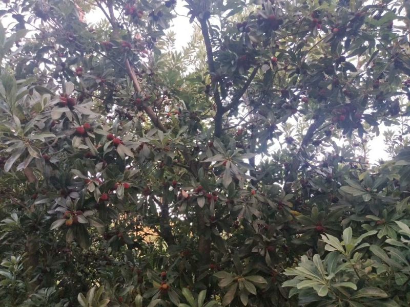杨梅1.5~2cm