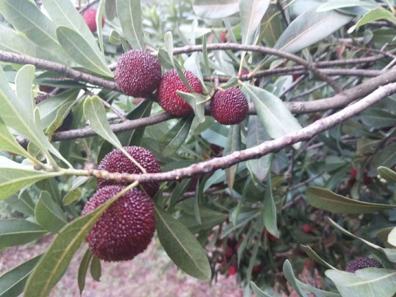 杨梅1.5~2cm