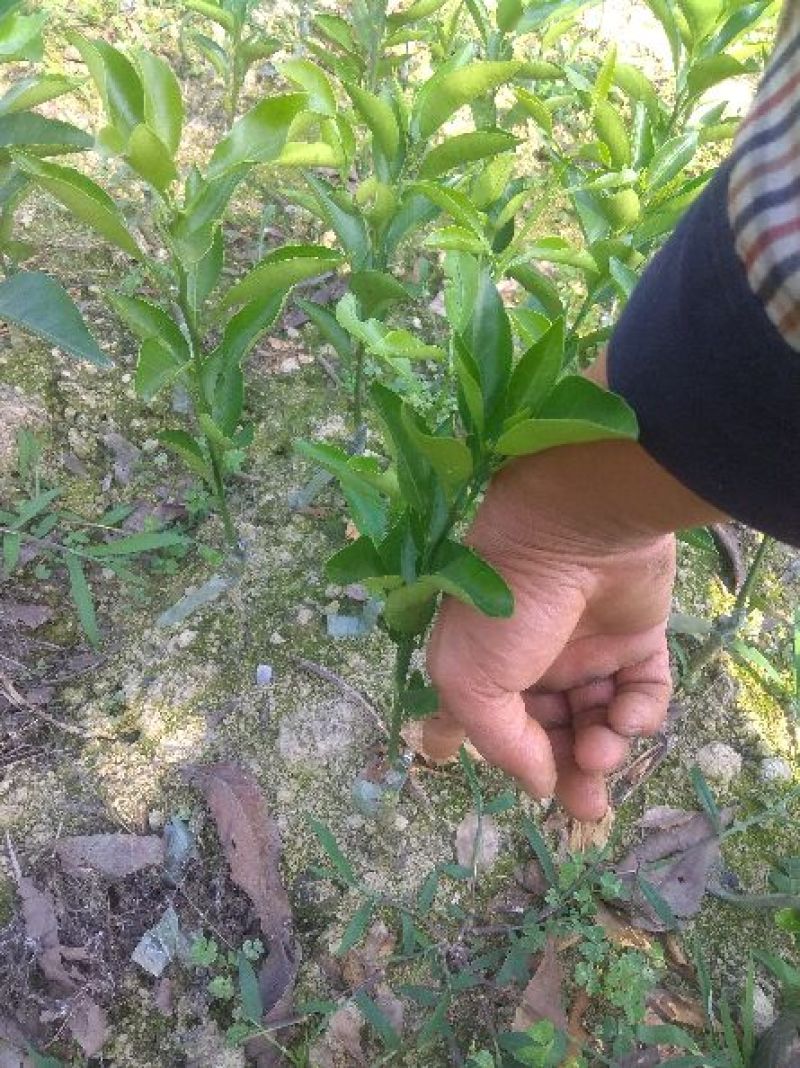 春见(粑粑柑)苗