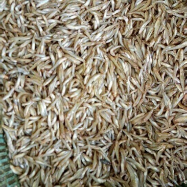 每天供应新鲜和冰鲜木根鱼和虾