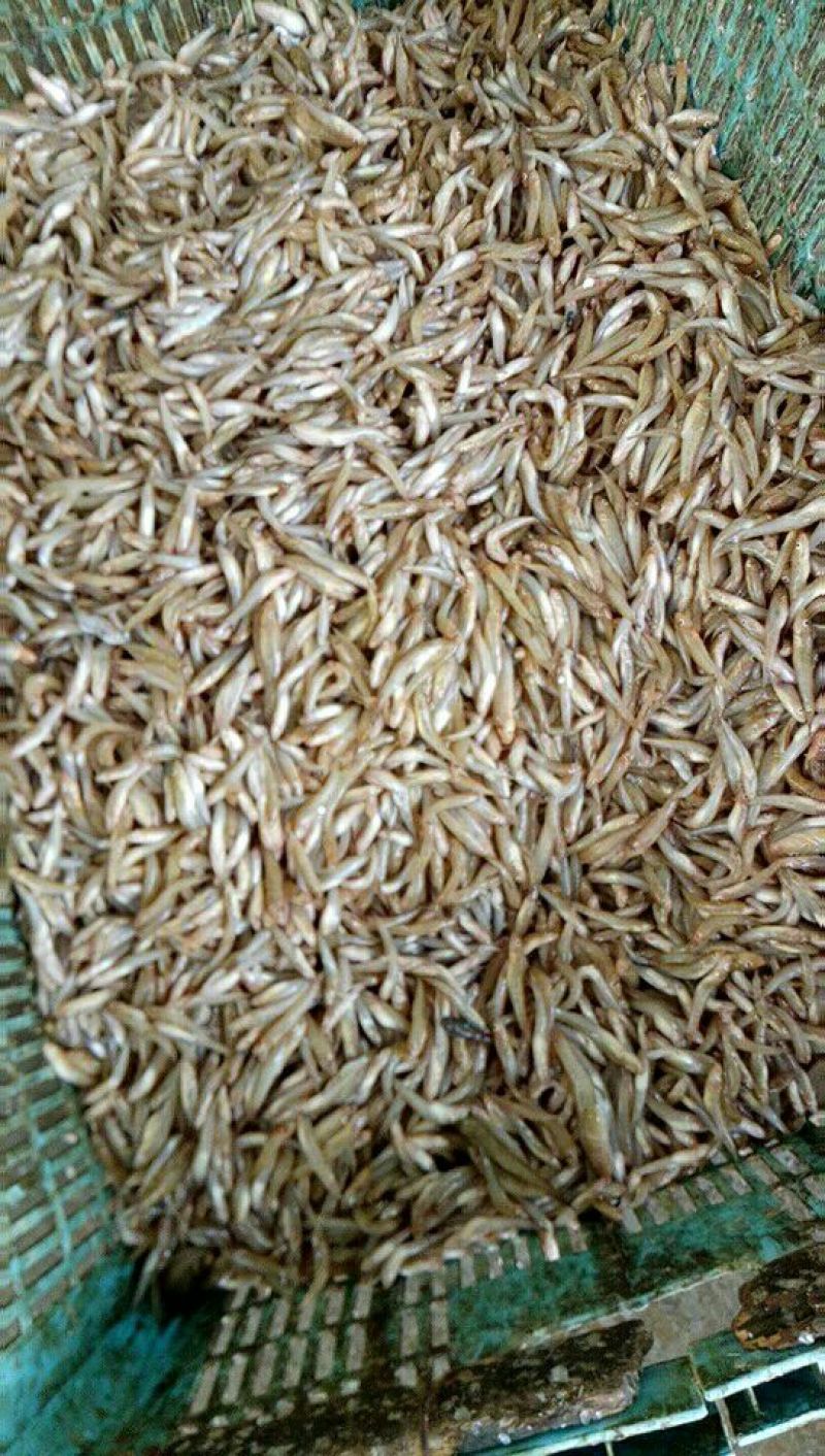 每天供应新鲜和冰鲜木根鱼和虾
