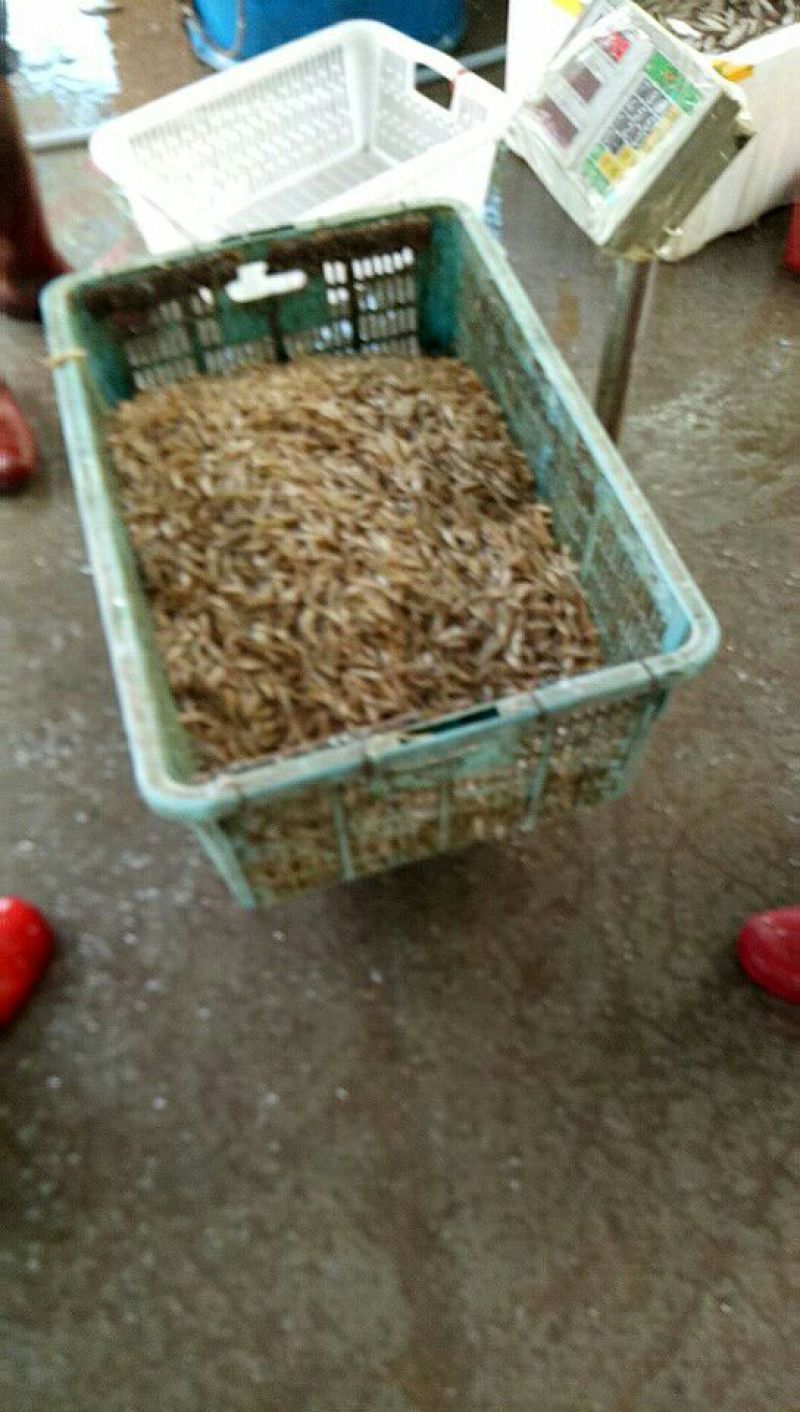 每天供应新鲜和冰鲜木根鱼和虾