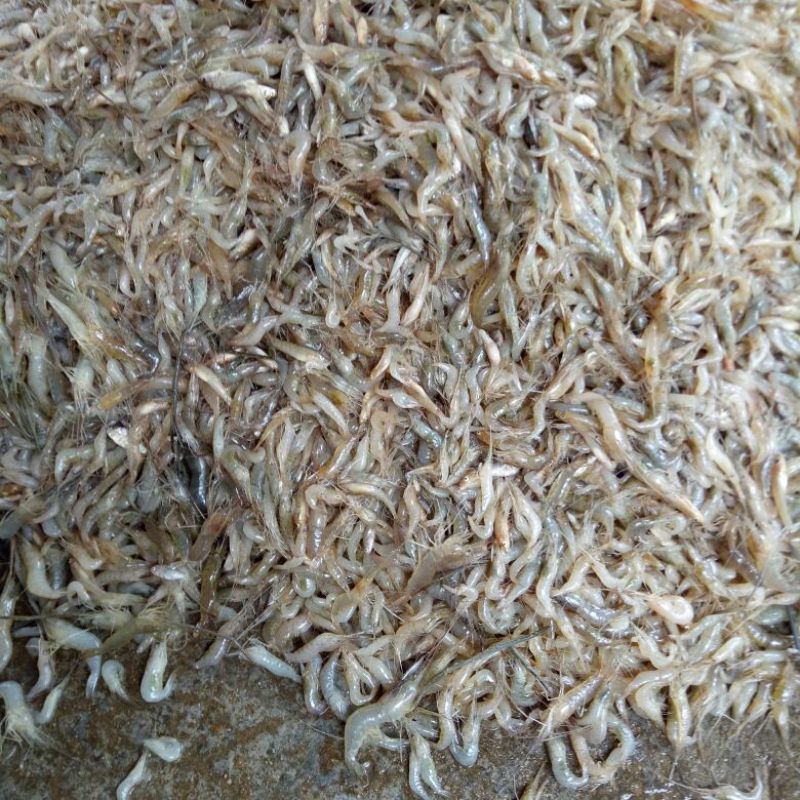 每天供应新鲜和冰鲜木根鱼和虾