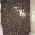 积实（中药材）