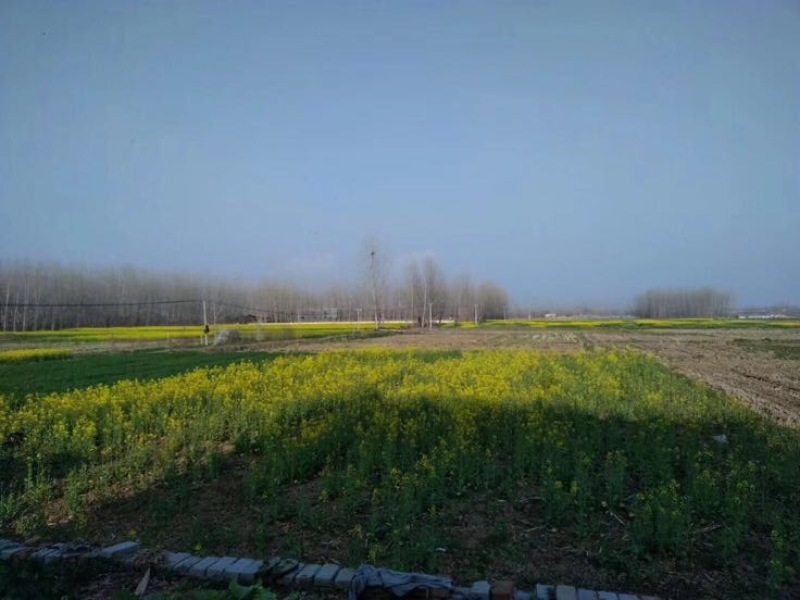 荆条蜜蜜浓不怕巷子深
