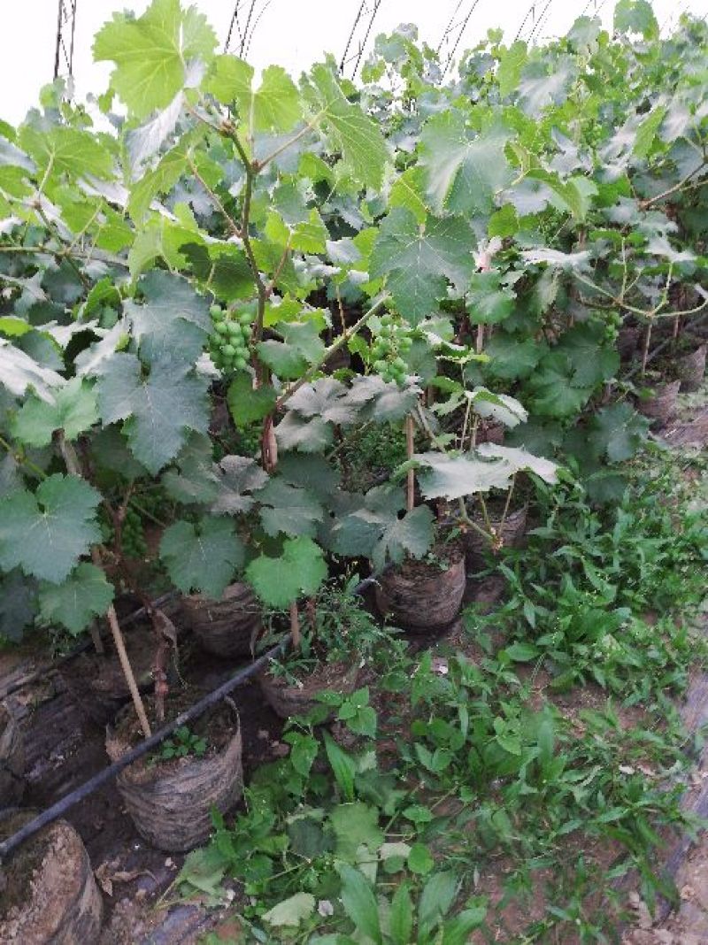 盆栽葡萄