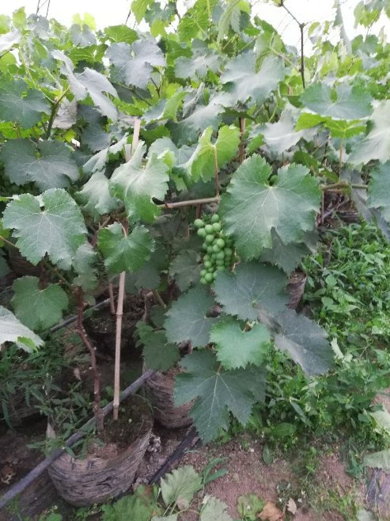 盆栽葡萄