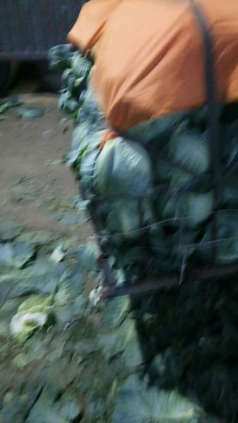 奥奇娜甘蓝，市场货，加工厂货大量上市，持续供应