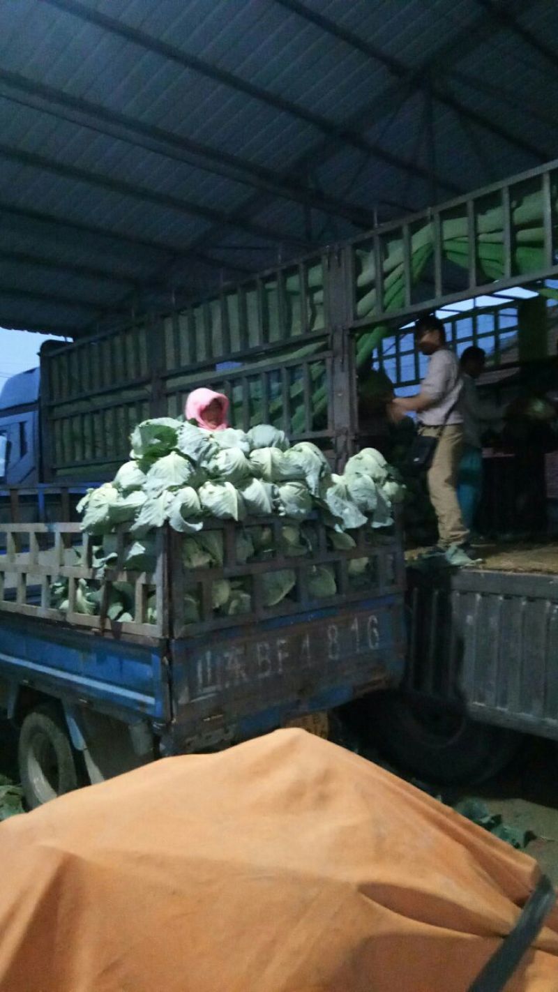 奥奇娜甘蓝，市场货，加工厂货大量上市，持续供应