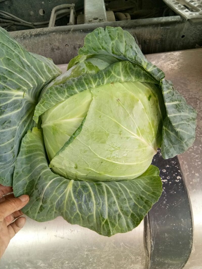 扁包菜，奥奇娜，加工厂货，大量供应，货源充足