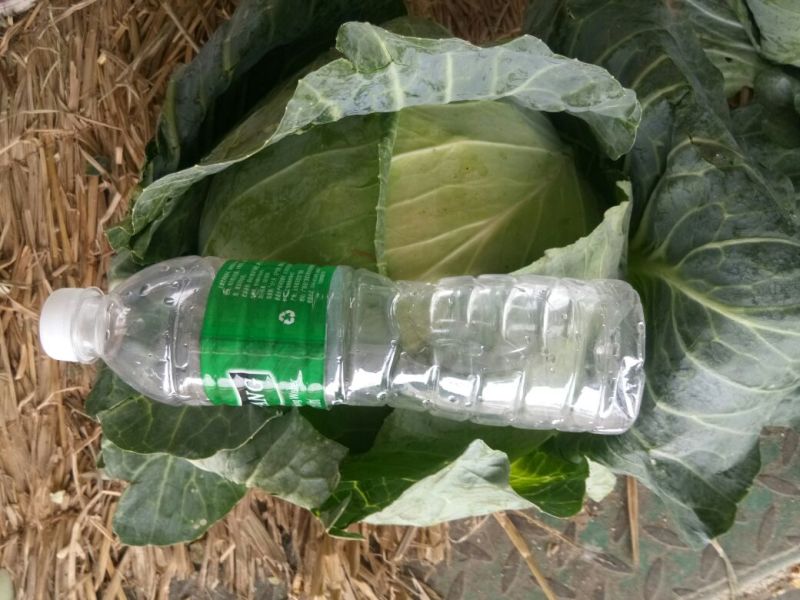 扁包菜，奥奇娜，加工厂货，大量供应，货源充足