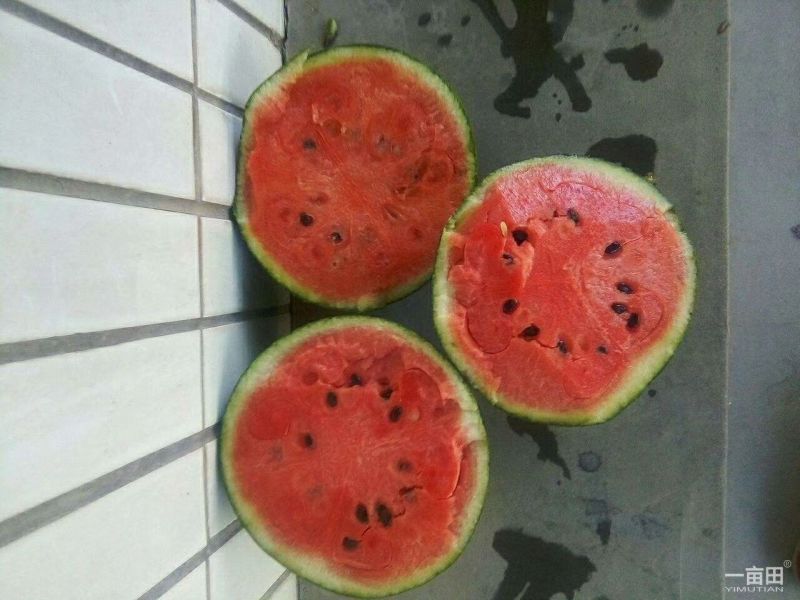 早春红玉