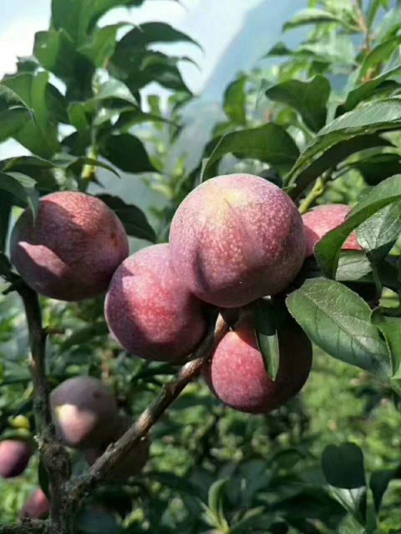 信宜钱排三华李中果+