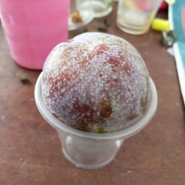 信宜钱排正宗三华李大果+