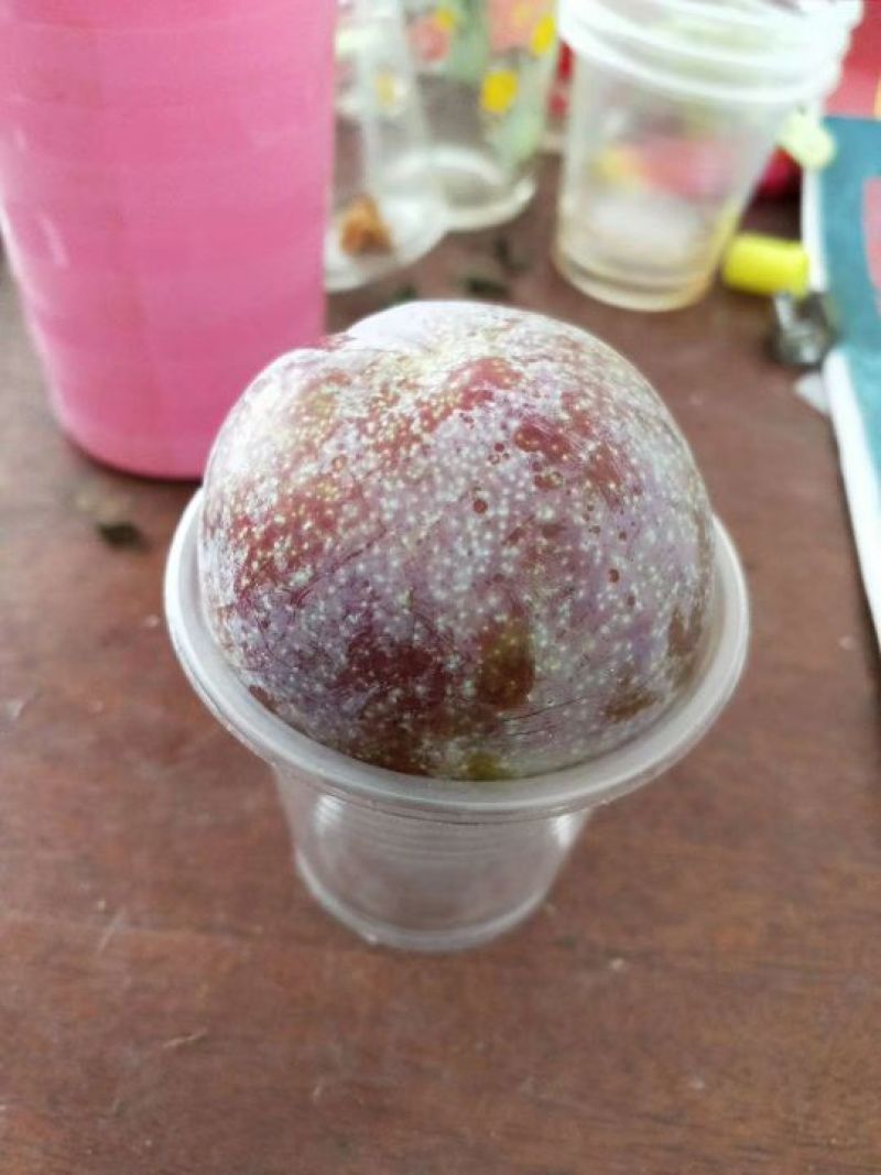 信宜钱排正宗三华李大果+
