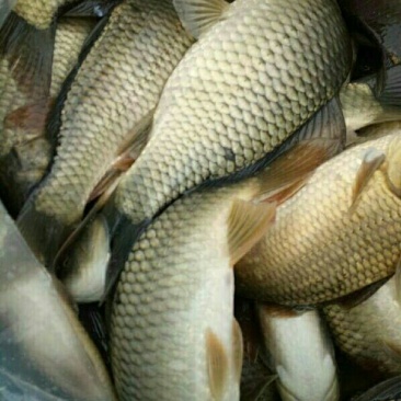 湘云鲫
