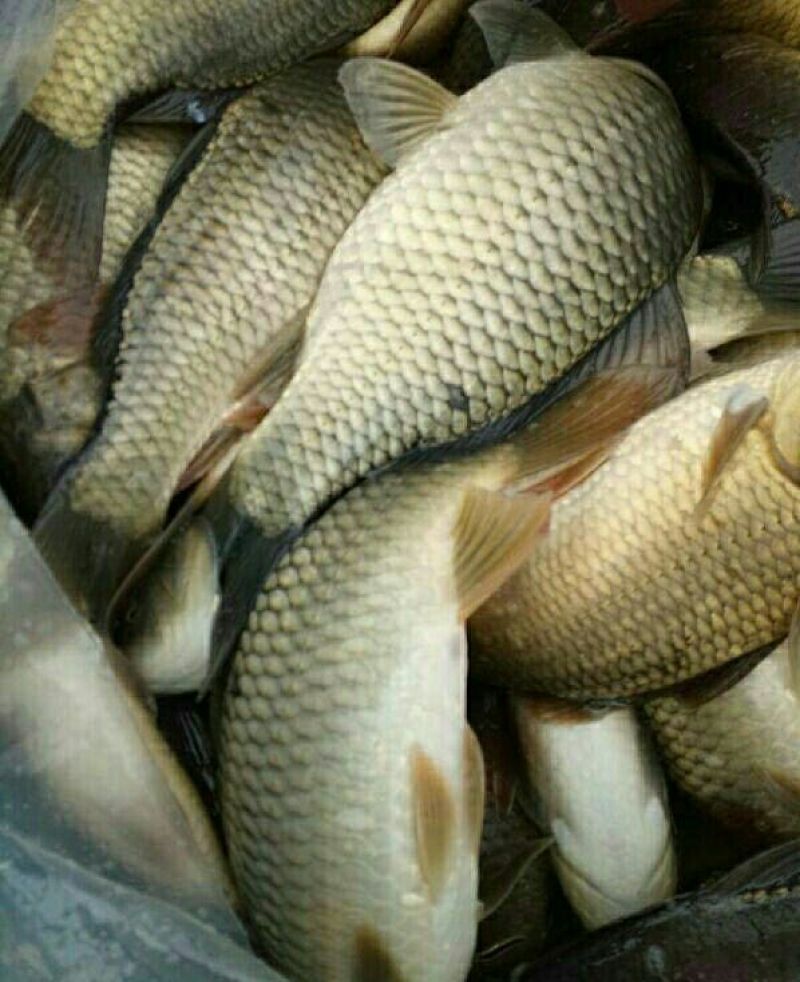 湘云鲫